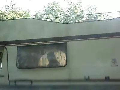 Vannis animal seks video videovalve.